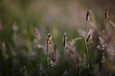 LOL季中冠军赛对抗赛赛程公布 5月20日开赛